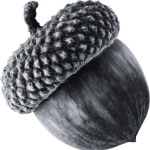 ghianda